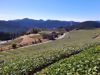 Picture of MATCHA EDUCATION WITH DEGUSTATION 
